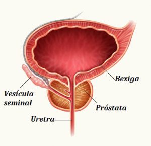 Imagem do sistema urinário masculino